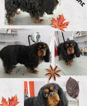 Hop les Poils image 16