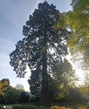 Cypres de Chez Vous image 1