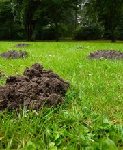 Chass'eure de Frelons anti nuisibles image 7