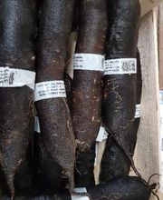 Fraiseraie du Lac image 1