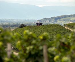 Weingut