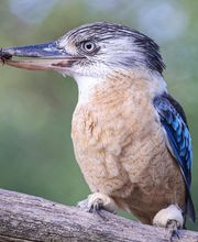 Zoo de La Boissière du Doré image 9