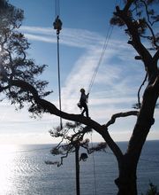 Olivier Nature image 5