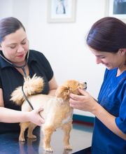 Levittown Animal Hospital image 3