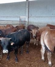 Pinsos Cortada imagen 12