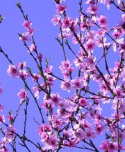 Caroline Renson image 1