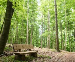 FriedWald Ohetal Bild 5