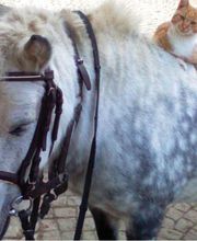 Buchheims Hof Pension Vogtland Bild 3