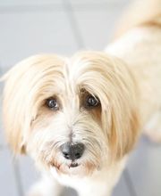 Doggrooming Ramstein Bild 4