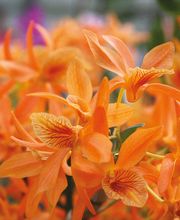 Herrmann Pflanzen GmbH Bild 4