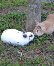 Résidence La Girarde Bild 11