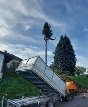 Arborista Baumdienst Baumpflege Baumfällung Baumarbeiten Bild 6