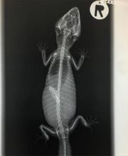 Cabinet Vétérinaire de la Fonderie SA Bild 10