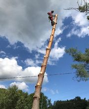 Maurice Travaux Forestiers image 1