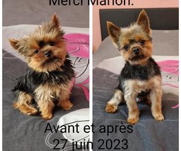 Le rêve des chiens image 2