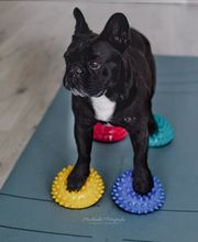 FITBUDDYS Tierheilpraxis & BARF-Shop Bild 11