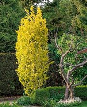 SULA Gartenbau GmbH Bild 5