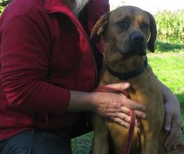 Dog Educ 45 image 10