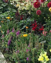 Gartenmarkt Meisenbach Bild 5