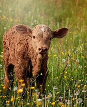 Normande Avicole image 8