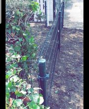 Renard Dianni image 18