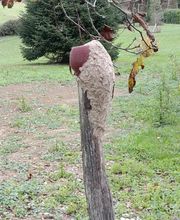 Frelon Nett' image 4