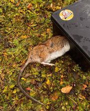 Stop Frelons image 5