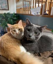 West Park Veterinary Services image 8