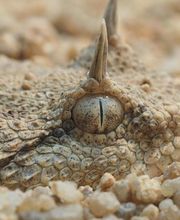 Reptiland image 9