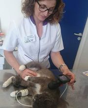 Clinique vétérinaire PK3 image 16