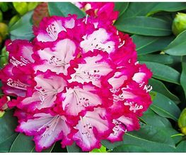 Rhododendron