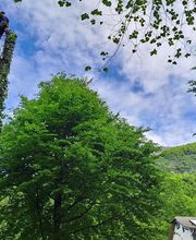 Sempervirens image 5