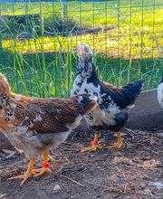 Jenny´s Kükenglück und Gartenzauber Bild 6