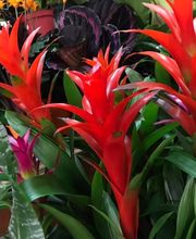 Floristería Campo y Jardín imagen 20