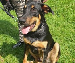 Amis Dogs 76 image 3