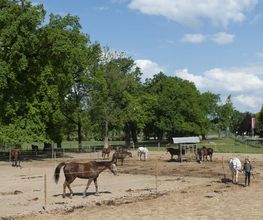 Manège et Poney Club de Presinge Bild 6