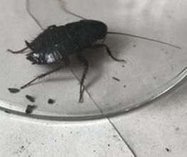 Green Pest Bild 12