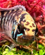 Aquasalvaje imagen 1