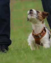 Hundezentrum Saarburg Bild 6