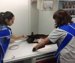 Kukume centro veterinario imagen 4