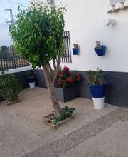 ARBOL-768x1024.jpg