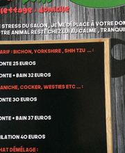 Toilettage canin et felin à domicile image 2