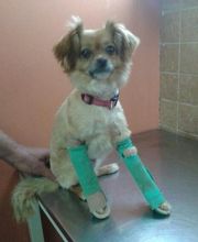 Centro Veterinario Ifach imagen 19