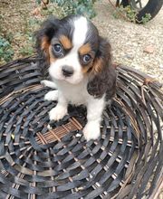 Manusset Sylvie image 2