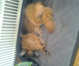 Hund bleibt nicht alleine zu Hause.