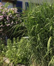 Elztal Gartenbau Bild 62