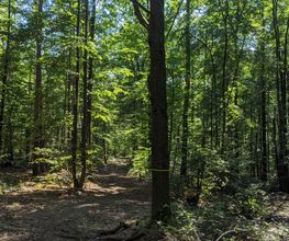 Die Hauptwege im FriedWald Kamenz sind gut begehbar.