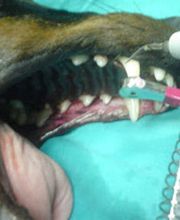 clinica-veterinaria-nuria-vazquez-limpieza-boca-05.jpg