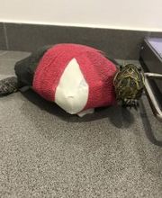 Clínica Veterinaria Okapi imagen 20