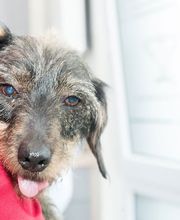 Kleintierpraxis Dr. med. vet. Barbara Rabeling Bild 3